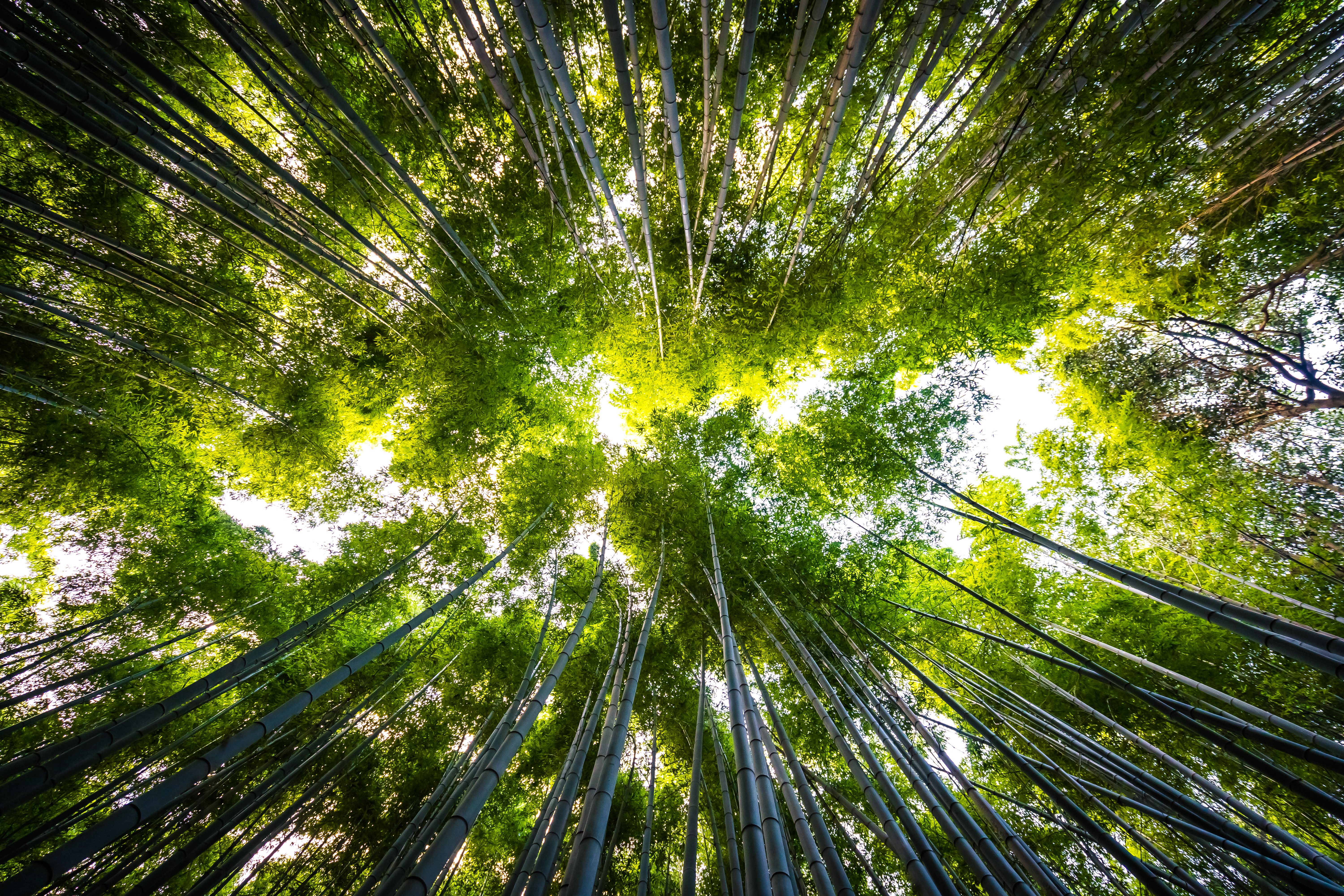 Ricoh tra le aziende della classifica Carbon Clean200™ 2026 